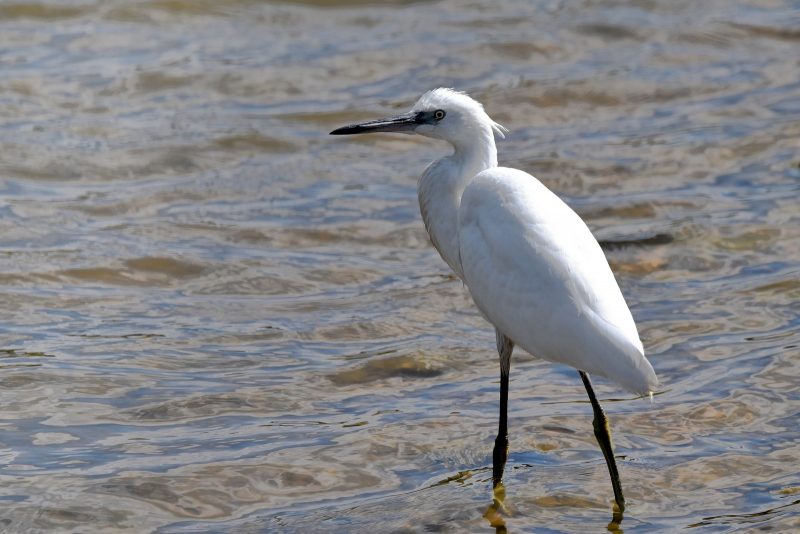 Aigrette garzette